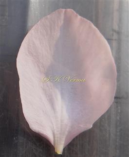  Petal